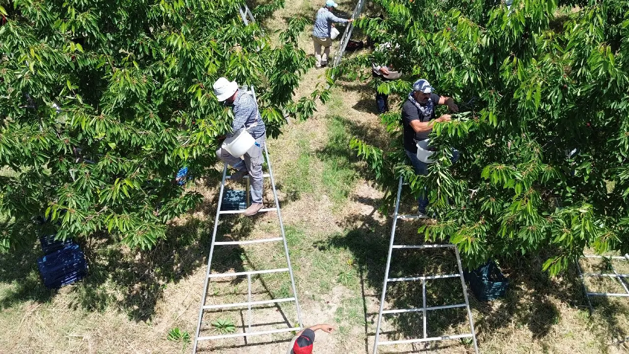 Tarlalari birlestirdiler gelirlerini katladilar rekolte 30 kat gelir 100 kat artti 61ejrU5i
